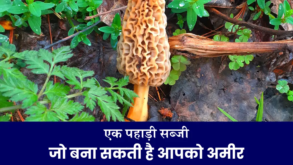 Gucchi Mushroom एक पहाड़ी सब्जी जो बना सकती है आपको अमीर