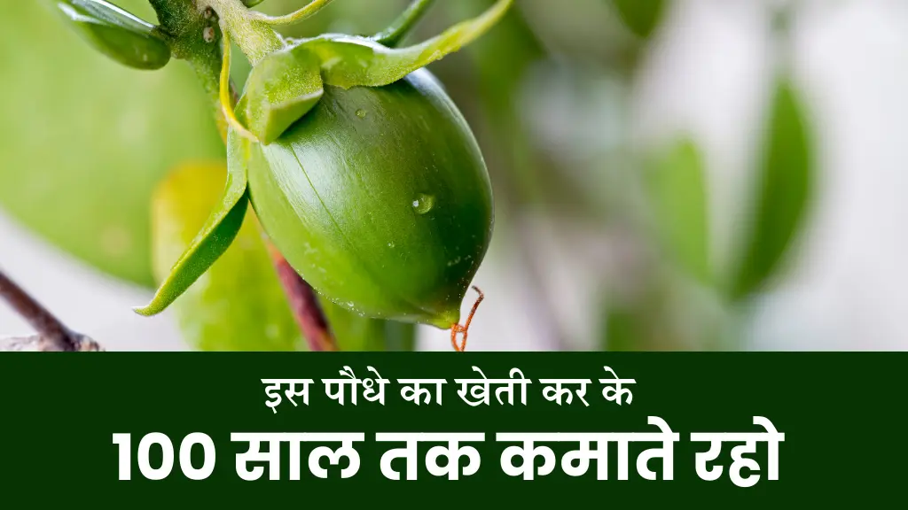 Jojoba Farming कम खर्च बड़ा मुनाफा, जोजोबा खेती से बदलें अपनी किस्मत