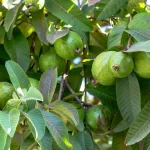 Chewing Guava Leaves इन लोगों के लिए औषधि हैं ये हरी पत्तियां, जानें किसे खाना चाहिए