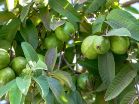 Chewing Guava Leaves इन लोगों के लिए औषधि हैं ये हरी पत्तियां, जानें किसे खाना चाहिए