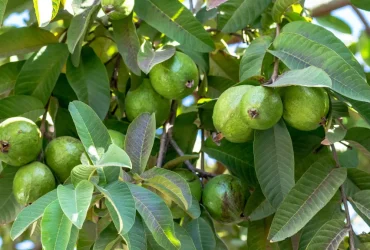 Chewing Guava Leaves इन लोगों के लिए औषधि हैं ये हरी पत्तियां, जानें किसे खाना चाहिए