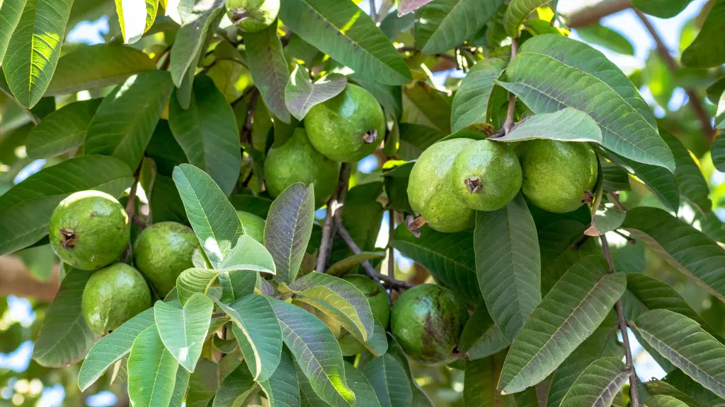 Chewing Guava Leaves इन लोगों के लिए औषधि हैं ये हरी पत्तियां, जानें किसे खाना चाहिए