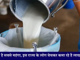 Donkey Milk Business Idea गधी का दूध है सबसे महंगा, इस राज्य के लोग कर रहे हैं बिजनेस, आप भी शुरू कर सकते हैं