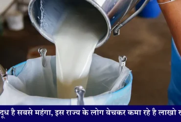 Donkey Milk Business Idea गधी का दूध है सबसे महंगा, इस राज्य के लोग कर रहे हैं बिजनेस, आप भी शुरू कर सकते हैं