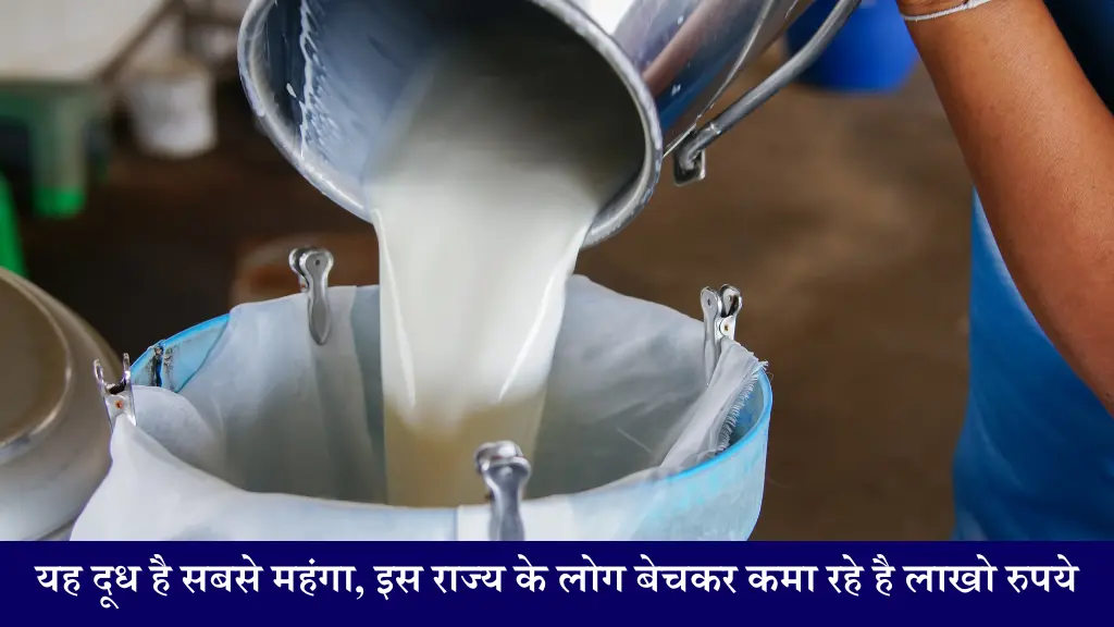 Donkey Milk Business Idea गधी का दूध है सबसे महंगा, इस राज्य के लोग कर रहे हैं बिजनेस, आप भी शुरू कर सकते हैं