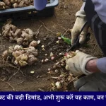 Ginger Farming Business Idea ठंड में इस प्रोडक्ट की बढ़ी डिमांड, अभी शुरू करें यह काम, बन जाएंगे लखपति