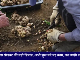 Ginger Farming Business Idea ठंड में इस प्रोडक्ट की बढ़ी डिमांड, अभी शुरू करें यह काम, बन जाएंगे लखपति