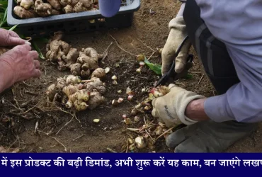 Ginger Farming Business Idea ठंड में इस प्रोडक्ट की बढ़ी डिमांड, अभी शुरू करें यह काम, बन जाएंगे लखपति