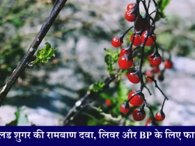 Goji Berry Benefits ब्लड शुगर, लिवर और BP के लिए फायदेमंद