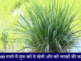 Lemon Grass Farming Business Idea 20,000 रुपये में शुरू करें लेमन ग्रास की खेती और करें लाखों की कमाई