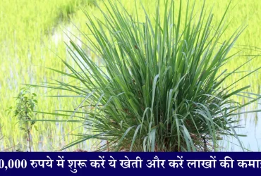 Lemon Grass Farming Business Idea 20,000 रुपये में शुरू करें लेमन ग्रास की खेती और करें लाखों की कमाई