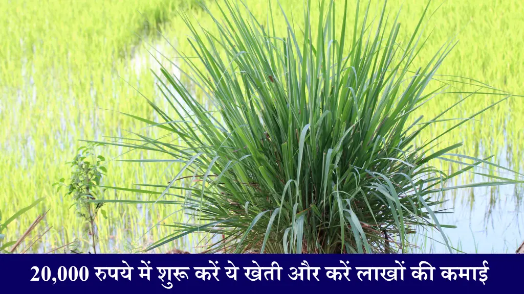 Lemon Grass Farming Business Idea 20,000 रुपये में शुरू करें लेमन ग्रास की खेती और करें लाखों की कमाई