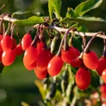 Goji Berries for diabetes गोजी बेरी है ब्लड शुगर की रामबाण दवा, लिवर और BP के लिए फायदेमंद