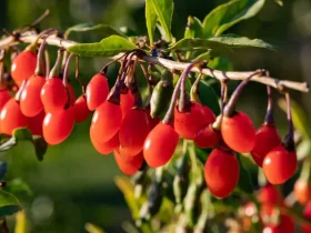 Goji Berries for diabetes गोजी बेरी है ब्लड शुगर की रामबाण दवा, लिवर और BP के लिए फायदेमंद