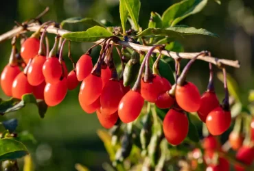 Goji Berries for diabetes गोजी बेरी है ब्लड शुगर की रामबाण दवा, लिवर और BP के लिए फायदेमंद