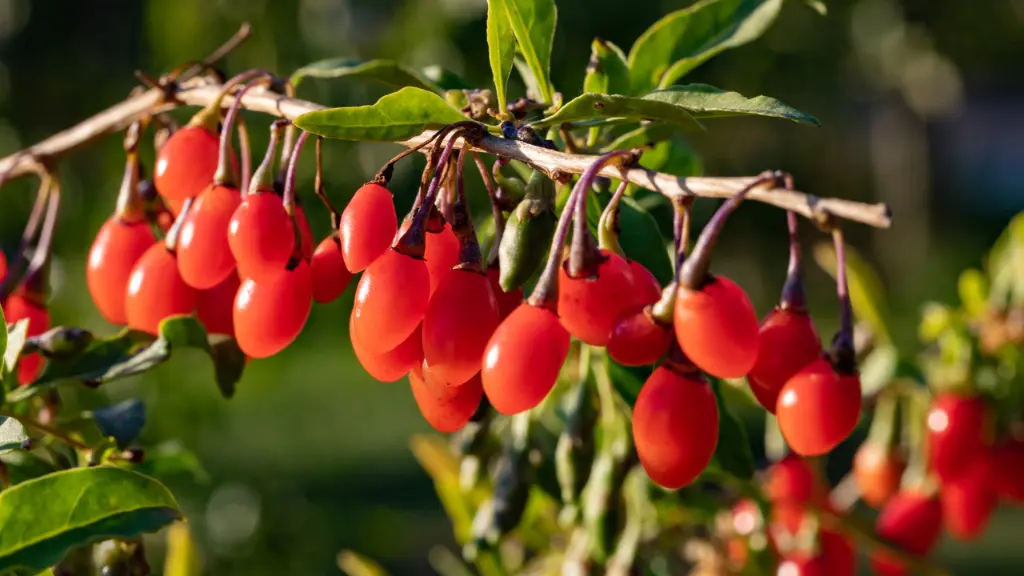 Goji Berries for diabetes गोजी बेरी है ब्लड शुगर की रामबाण दवा, लिवर और BP के लिए फायदेमंद